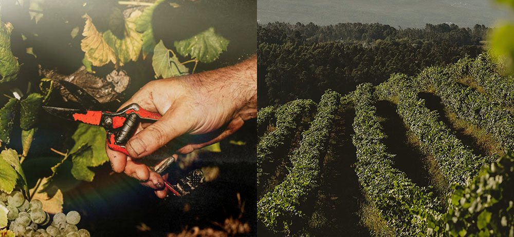 winery in Galicia - Vineyard in rías Baixas - Wines from El Rosal